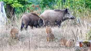 Wieda: Ein Dorf kämpft gegen Wildschweine - und lebt zugleich mit ihnen