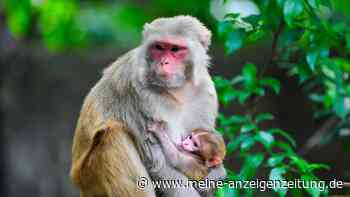 Hurrikan hat freundlichere Makaken zur Folge