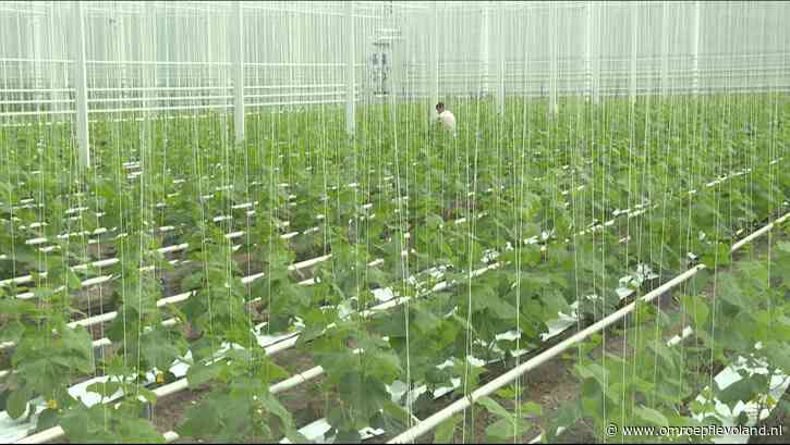 Luttelgeest - Kleigrond Luttelgeest lokt groenteveredelaar Enza Zaden naar dorp