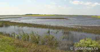 Cool temperatures, excess moisture delay crop growth in Saskatchewan: crop report