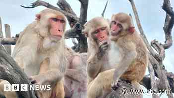 Monkeys got along better after hurricane - study
