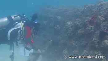 UM develops artificial reef as coral restoration efforts put on hold