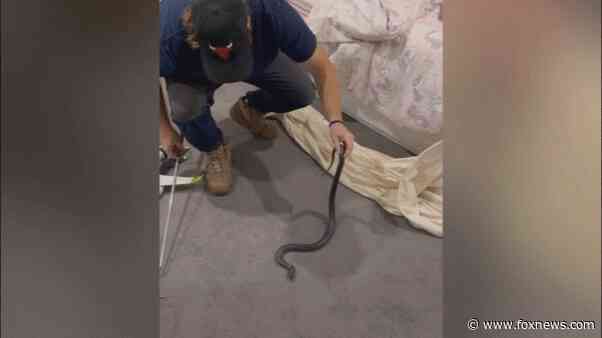 Video shows poisonous snake curled up on bed among child’s stuffed animals in Australia