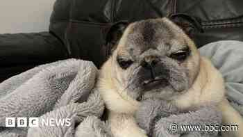 Pet owner's vet fees petition passes 80k signatures