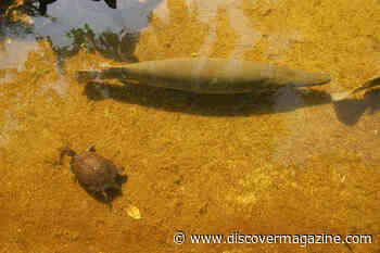 The Cuban Gar Survived Dinosaurs and 5 Mass Extinctions, but Can It Survive Humans?