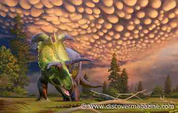 New Horned Dinosaur Species Used Horn Frills to Drive Diversity and Evolution