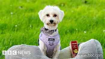 Dog found as puppy with leg chewed off is celebrated