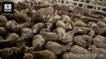 Calls for Senate intervention into live export ban after claims government 'stacked' inquiry