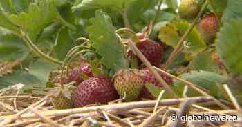 Ontario’s strawberry season ‘will probably end early’ given extreme heat