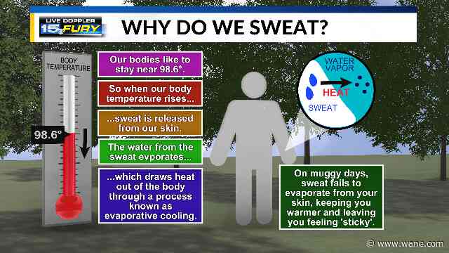 The science of sweat: Why our June heatwave is leading to very sticky conditions