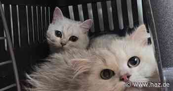 Tierschutz: Fünf verwahrloste Katzen vor Tiermarkt in Hannover ausgesetzt