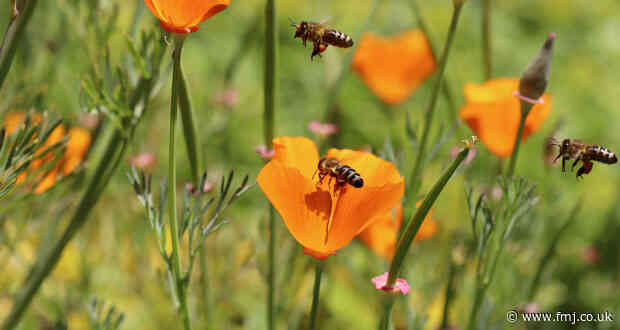 Mitie introduces flowering lawn trials to support biodiversity