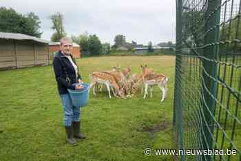 Maria (76) laat weide beschermen tegen wolven, maar verslikt zich in premie die ze ontvangt: “We krijgen plots 360 euro minder”