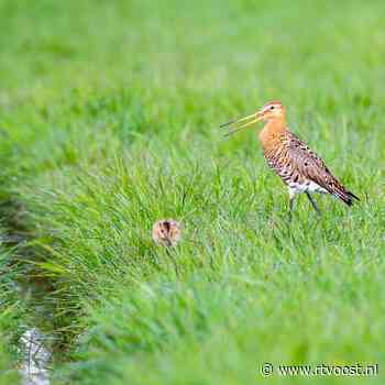 Natte lente eist zijn tol: vogels zien nesten onder water verdwijnen
