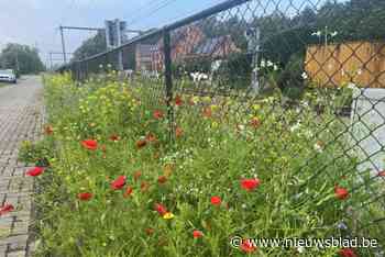Bloemenberm zorgt voor kleur naast het spoor