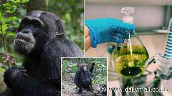 Sick chimpanzees 'self-medicate' by eating plants with medicinal powers, study shows