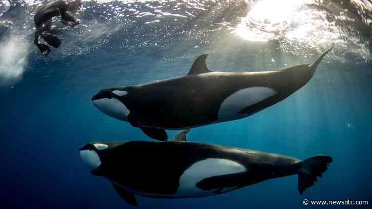 Follow The Whales? Arthur Hayes Buys Pendle, Token Soars 25%