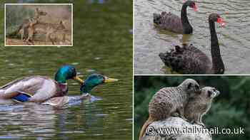 Gay animals are more common that we thought! Study claims same-sex behaviour in the wild is underreported by biologists