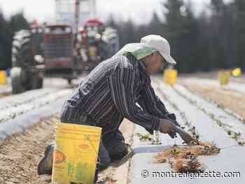 Toula Drimonis: Quebec woos foreign workers, then scapegoats them