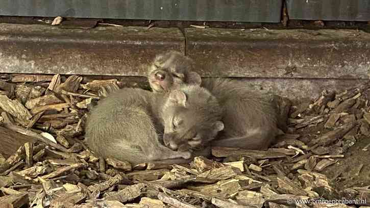 Beschuit met muisjes in de dierentuin: zeldzame fossa’s geboren