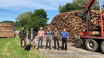 Borkenkäfer: Förster warnen vor trügerischer Ruhe in den Wäldern