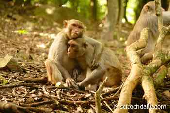 Climate Catastrophe Forces Island Monkeys to Quickly Master New Social Skills