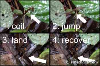 Beware of Jumping Leeches: Video Evidence Ends a Century of Skepticism