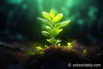 Are Plants Smarter Than We Think? Cornell Scientists Uncover Form of Intelligence in Goldenrod Plants