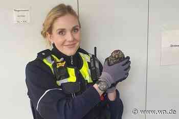Polizisten retten kleinen Kauz von der A43