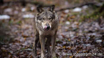Wird Abschuss auffälliger Wölfe in Bayern beschleunigt? Expertenteam soll helfen