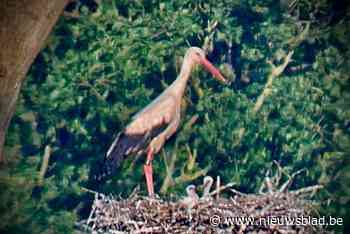 Daarom krijgen de eerste jonge ooievaars op het Schulensbroek geen ring