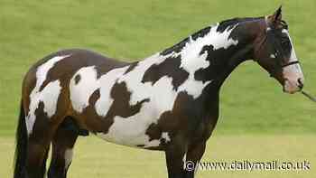 Can YOU spot the second horse? Only people with high IQs can solve the brainteaser in 10 seconds