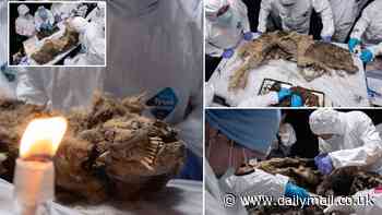 Amazingly-preserved ancient wolf with its fearsome teeth intact after 44,000 years is pulled out of Siberian permafrost