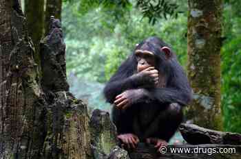Wild Chimpanzees May Practice Natural Medicine