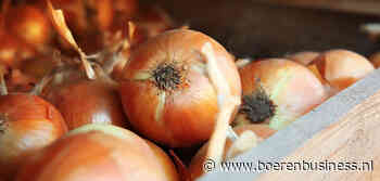 De vaart is er uit bij de uienexporteurs