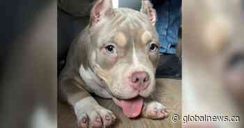 ‘Sick to our stomach’: Ontario family mourns after dog dies at boarding business