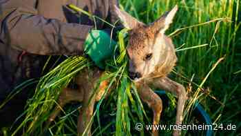 Zwei Rehkitze getötet: Vater muss Tier erschlagen - Fuchs soll es von Misthaufen holen