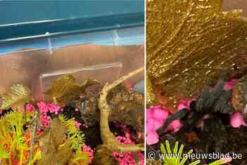 Brusselse politie vindt tarantula op straat: “In de steek laten van dieren is strafbaar”