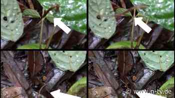 Auch Menschen sind Beute: Blutegel können tatsächlich springen