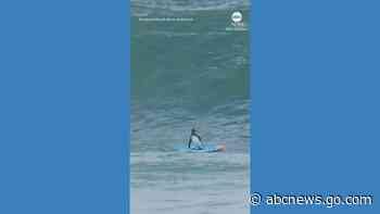 WATCH:  Athletic penguin shows off skills on bodyboard