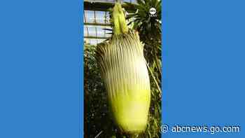 WATCH:  Rare, stinky 'corpse flower' blooms in London