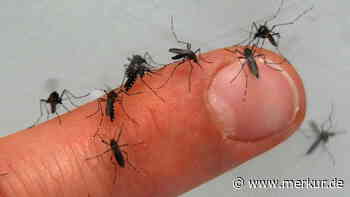 Stechmücken-Schwärme „attackieren im Sturzflug“ – auch Starnberger See betroffen