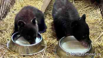 Bear sanctuary appeals for donations amid rising costs