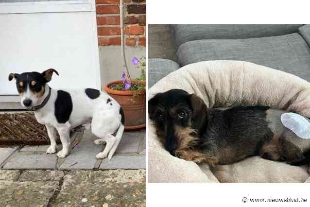 Teckel Ugo werd gebeten door zelfde honden die nu Obi verscheurden: “Ik heb gewaarschuwd voor veiligheidsrisico”