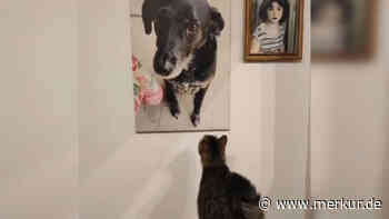 Katze trauert um besten Freund – stirbt ein Vierbeiner, leiden sie mit