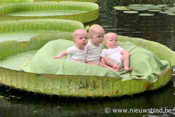 Voor het eerst poseert drieling op reuzenwaterlelie in Plantentuin Meise tijdens bekende fotoshoot