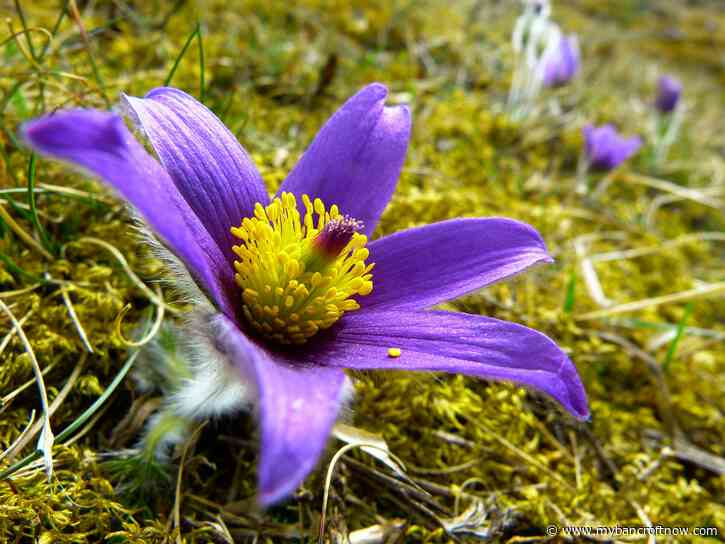 Hospice North Hastings Garden Party moves to indoor venue 