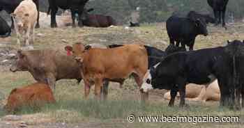 Cash market for fed cattle leads live cattle futures