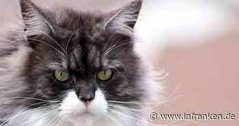 Kater kehrt mit Stanzwunde am Bein zurück: Katzenbesitzerin im Kreis Kitzingen macht schlimme Entdeckung