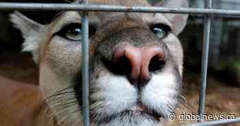 Another cougar sighting reported in Lethbridge area, police say